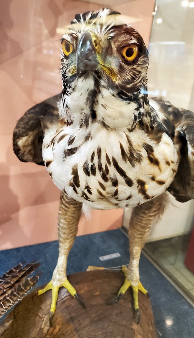 鳥取県立博物館　クマタカの標本
