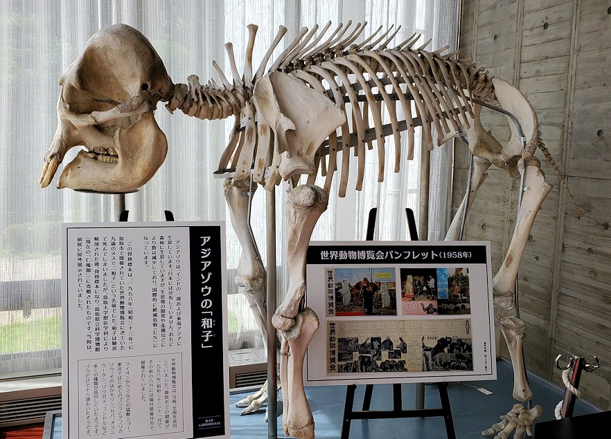 鳥取県立博物館　アジアゾウ「和子」の骨格標本