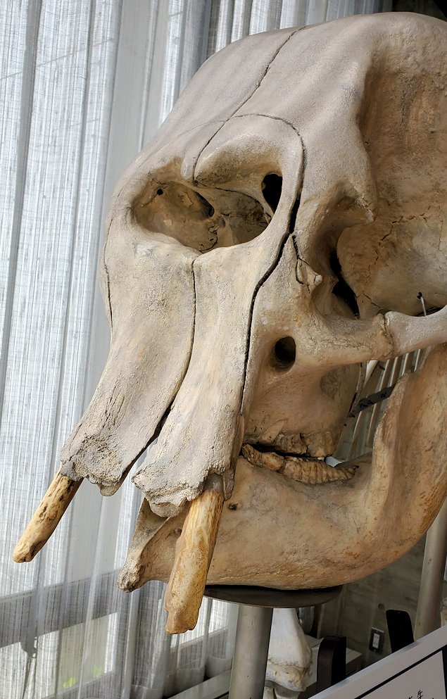 鳥取県立博物館　アジアゾウ「和子」の骨格標本　頭