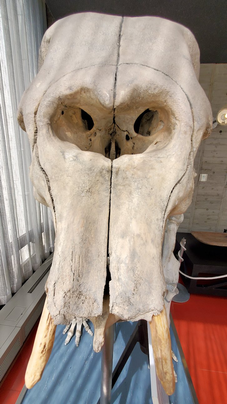 鳥取県立博物館　アジアゾウ「和子」の骨格標本　頭2