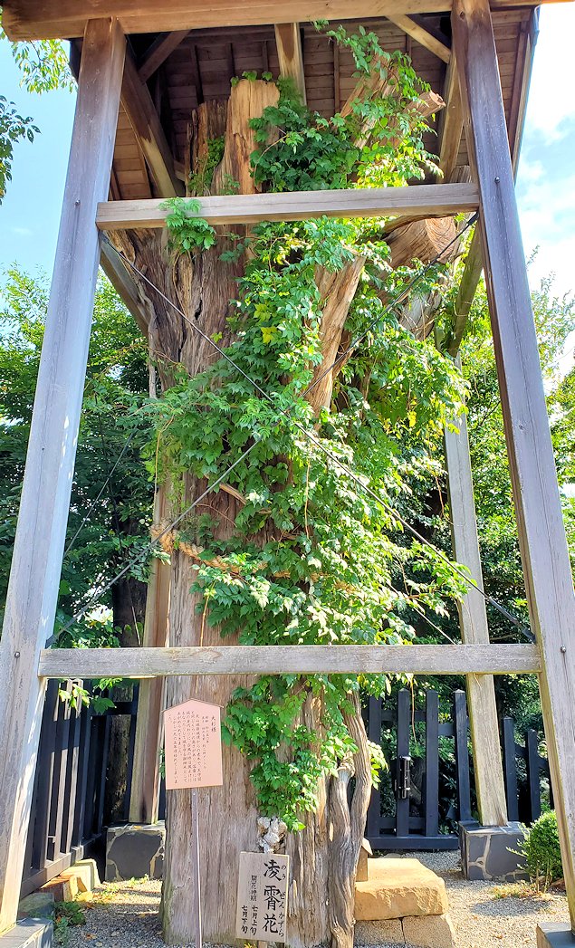 犬山城の本丸　「大杉様」の御神木