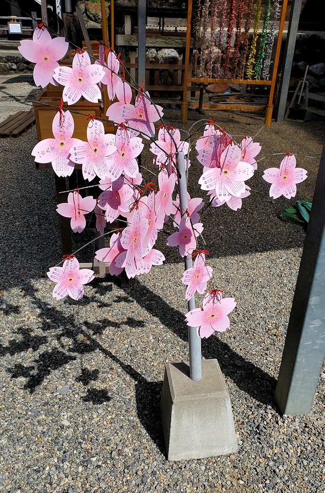 犬山城　針綱神社「桜みくじ」を結んだ木