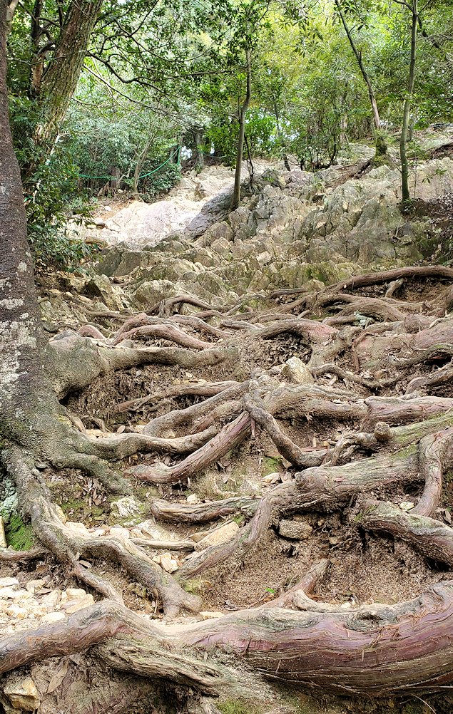 岐阜城　登山「馬の背登山道」　進む3　木の根が表面に出てきている