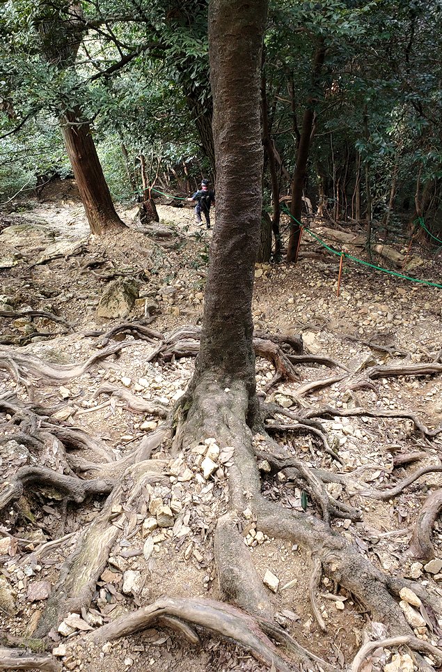 岐阜城　登山「馬の背登山道」　進む4　木の根が表面に出てきている