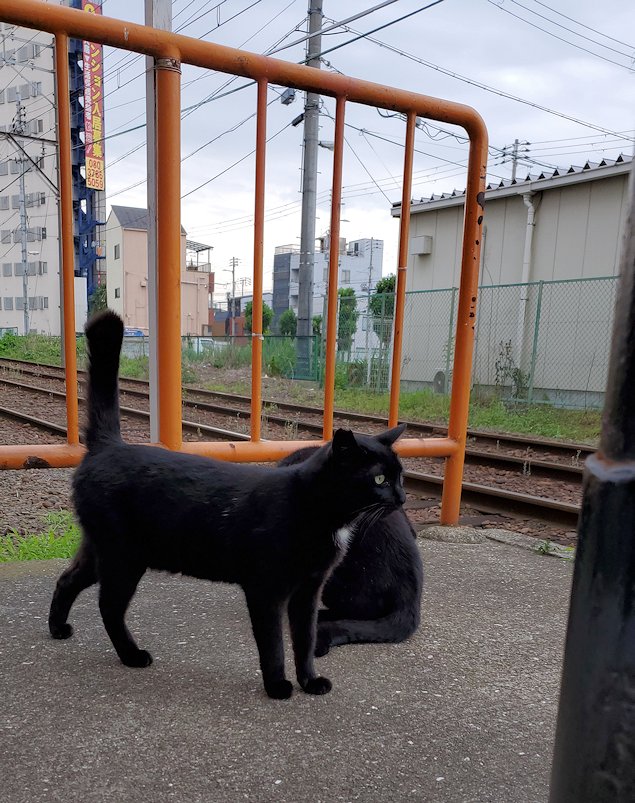 阪堺電車　「今船駅」に居た猫
