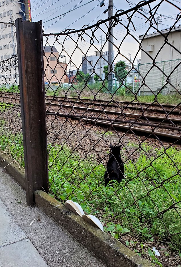 阪堺電車　「今船駅」に居た猫