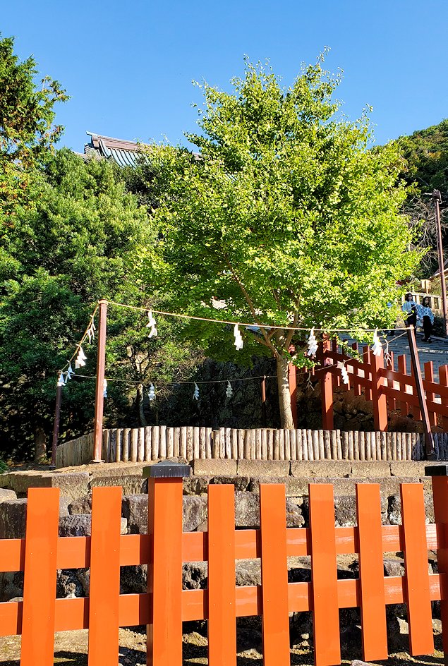 鶴岡八幡宮の参道　境内の階段脇の大銀杏跡に生えてきた苗木