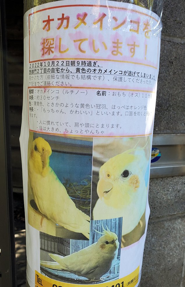 鎌倉市　法華堂跡　行方不明のインコ貼り紙