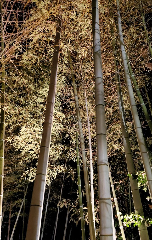 大晦日の夜　大安寺　境内　『美流孔塚』　竹林　ライトアップ2