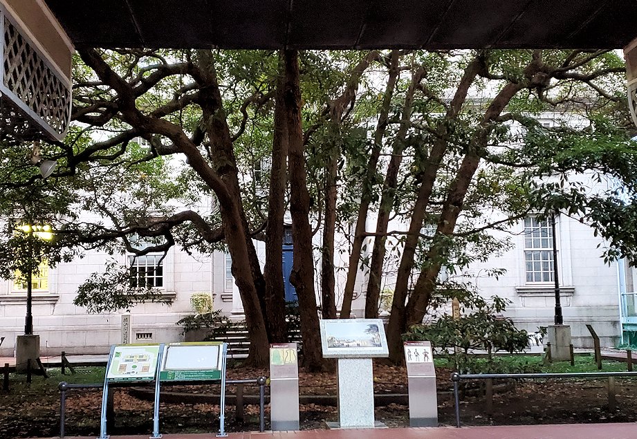 横浜市　横浜開港資料館　大きな木