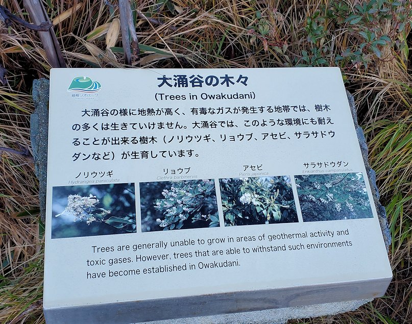 箱根　大涌谷　「自然研究路場」　道沿いに見える枯れた植物　説明板
