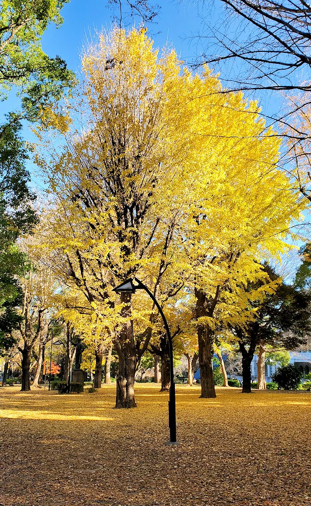 上野　上野恩賜公園　黄色くなったイチョウの木
